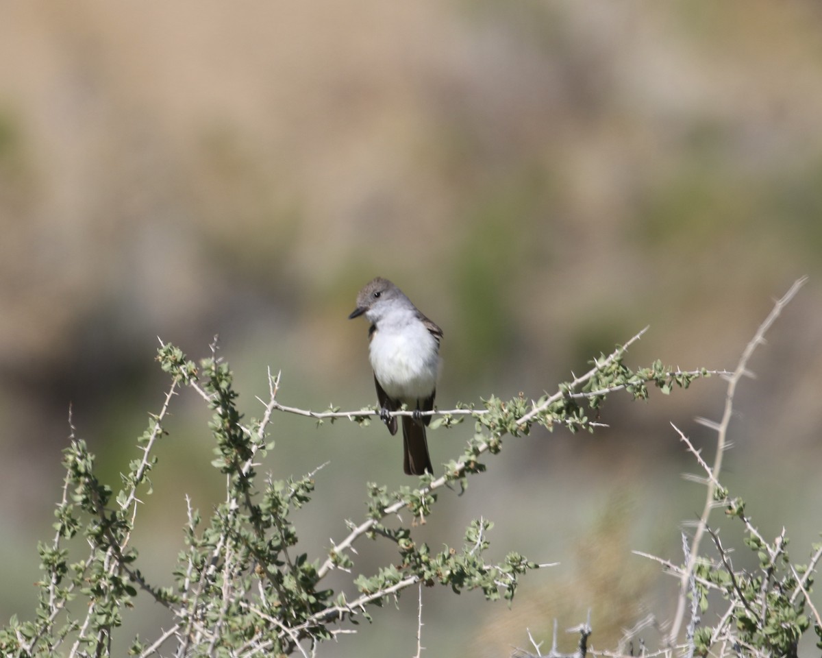 Ash-throated Flycatcher - ML635849405