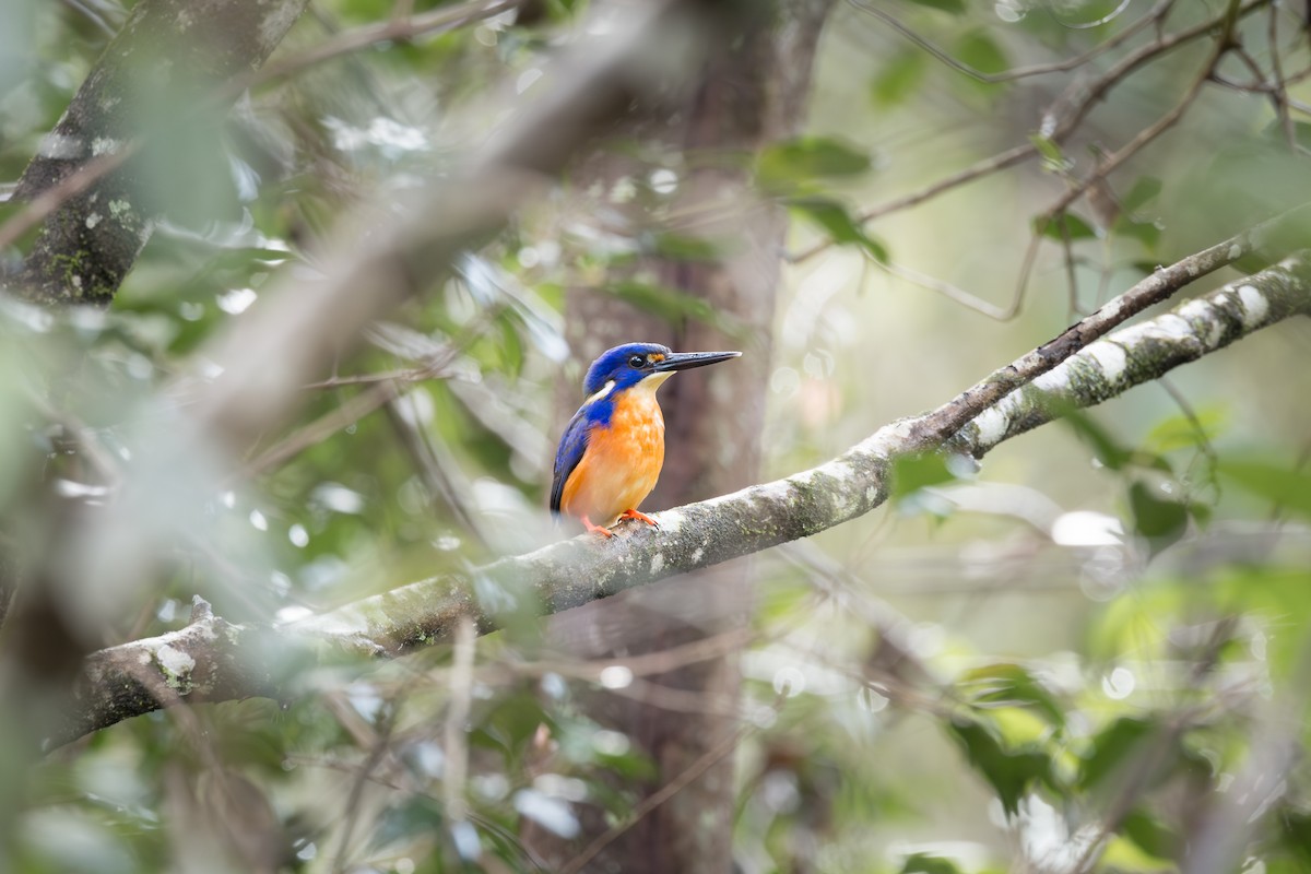 ルリミツユビカワセミ - ML635849407