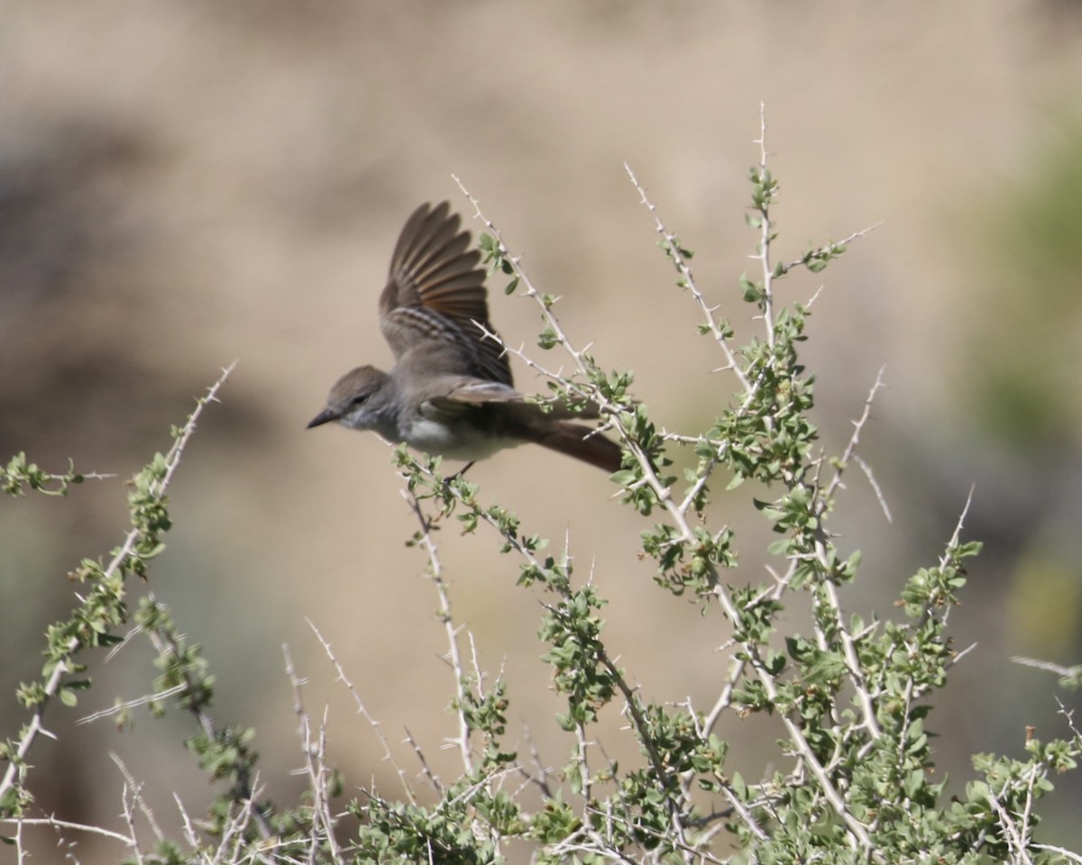 Ash-throated Flycatcher - ML635849414