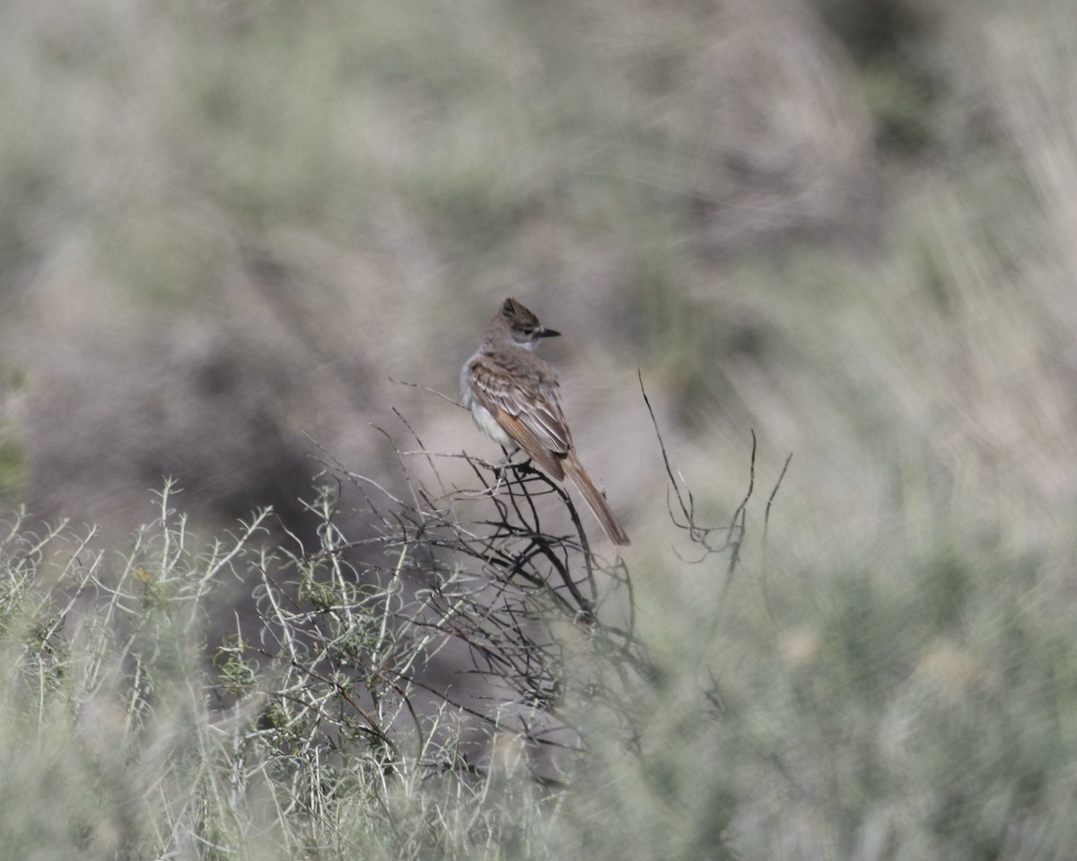 Ash-throated Flycatcher - ML635849426