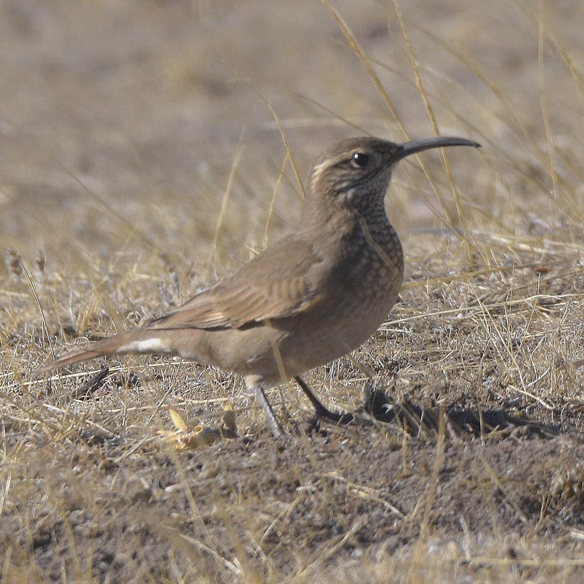 Scale-throated Earthcreeper - ML635849501