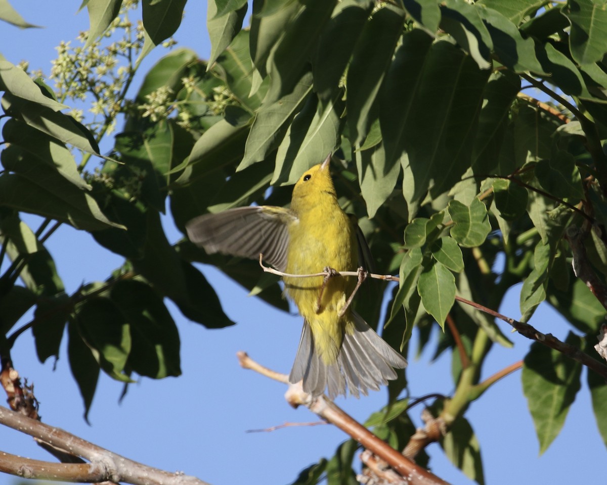 Wilson's Warbler - ML635849575