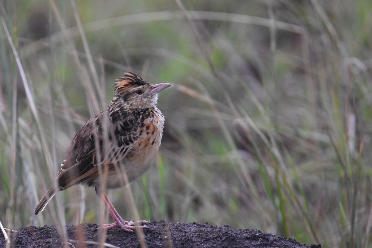 Rufous-naped Lark (Rufous-naped) - ML635849579
