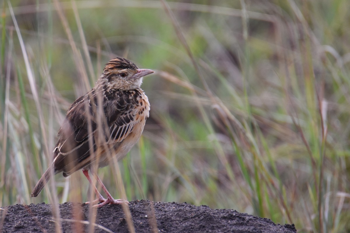 Rufous-naped Lark (Rufous-naped) - ML635849580