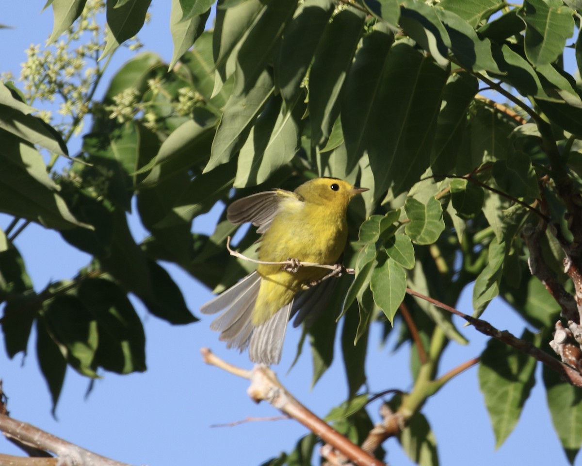 Wilson's Warbler - ML635849581