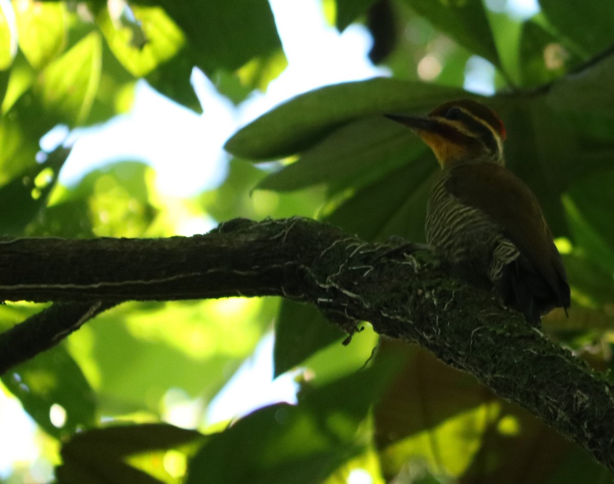 White-browed Woodpecker - ML635849595