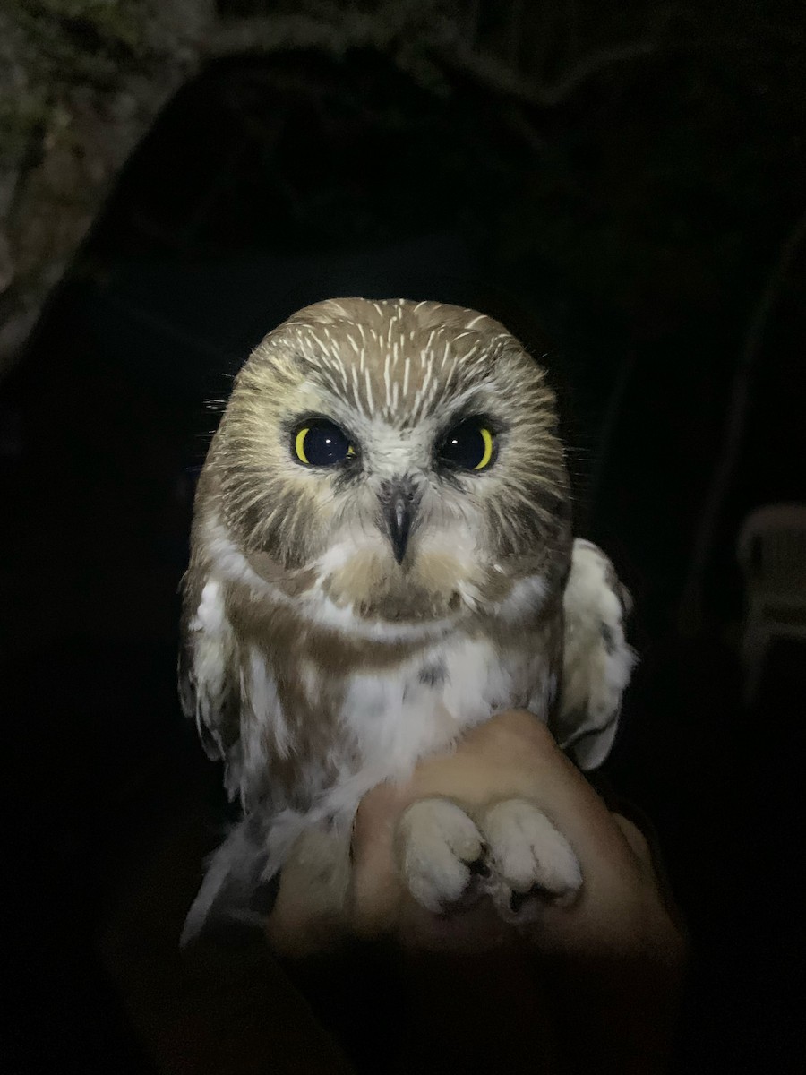 Northern Saw-whet Owl - ML635849715