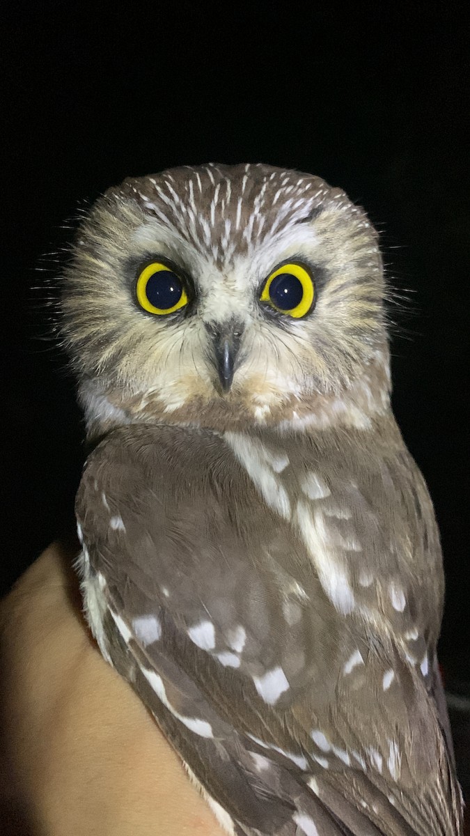 Northern Saw-whet Owl - ML635849716