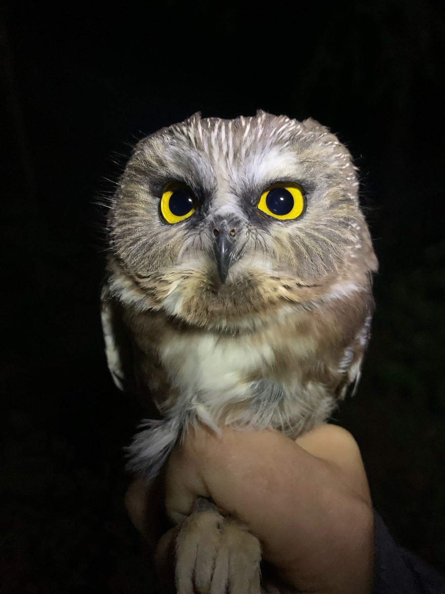 Northern Saw-whet Owl - ML635849717