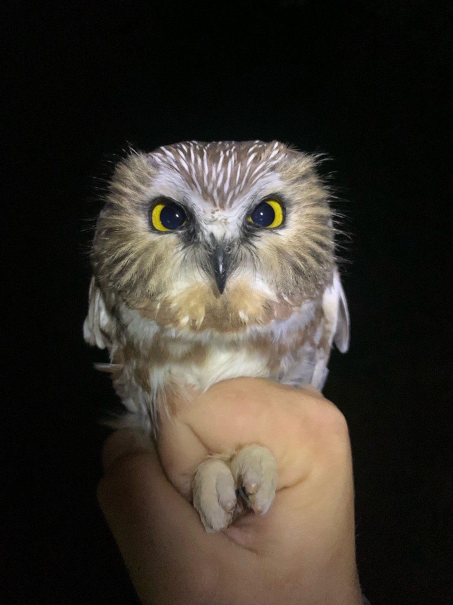 Northern Saw-whet Owl - ML635849719