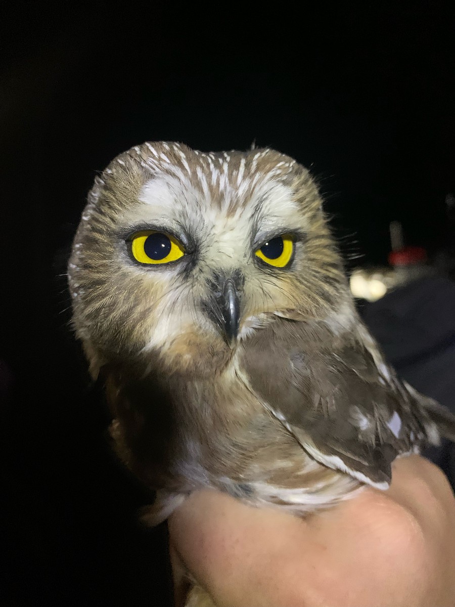 Northern Saw-whet Owl - ML635849720