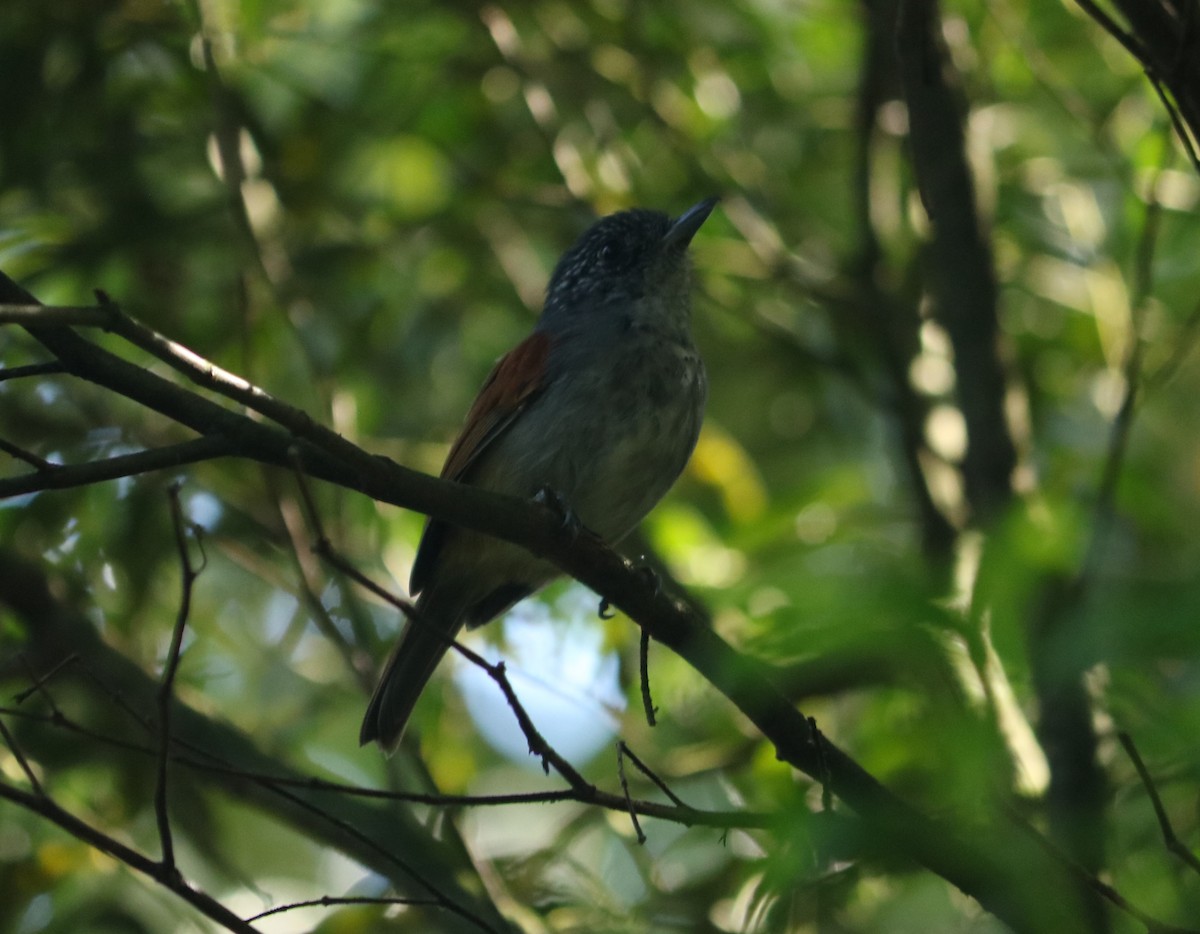 Rufous-backed Antvireo - ML635849892