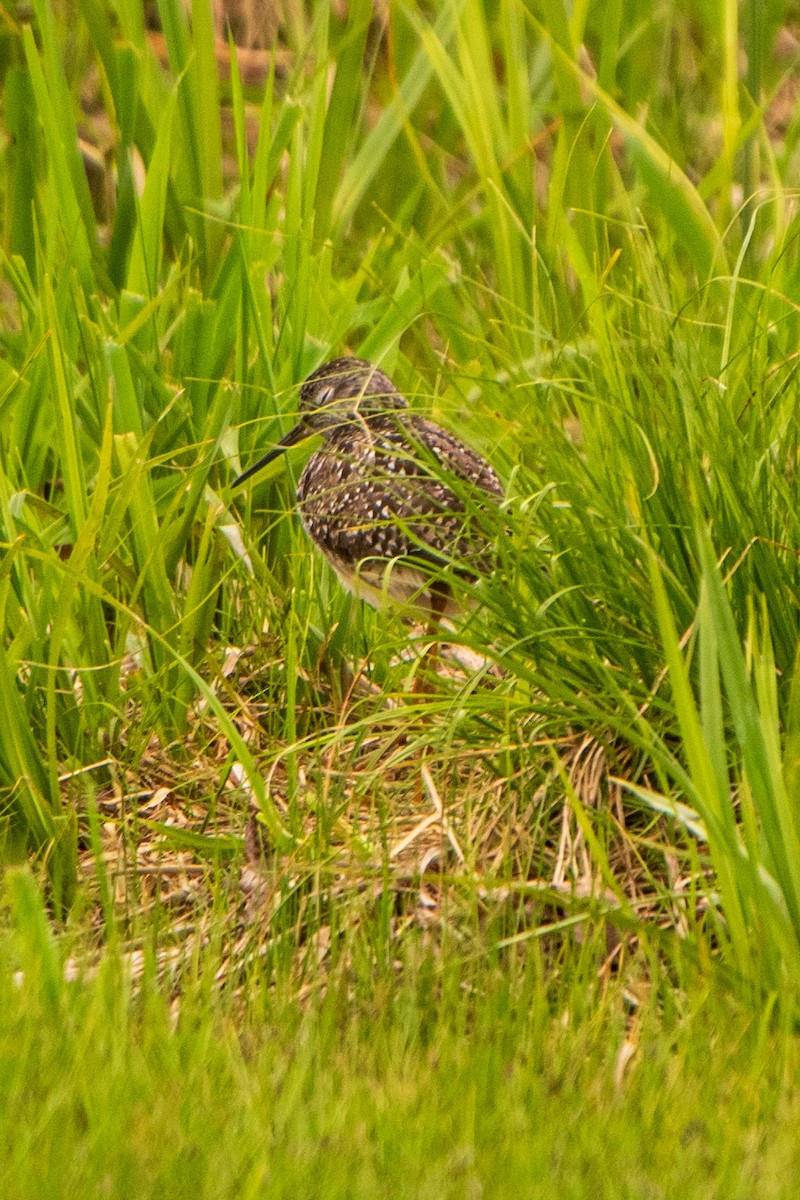 Lesser Yellowlegs - ML635849951