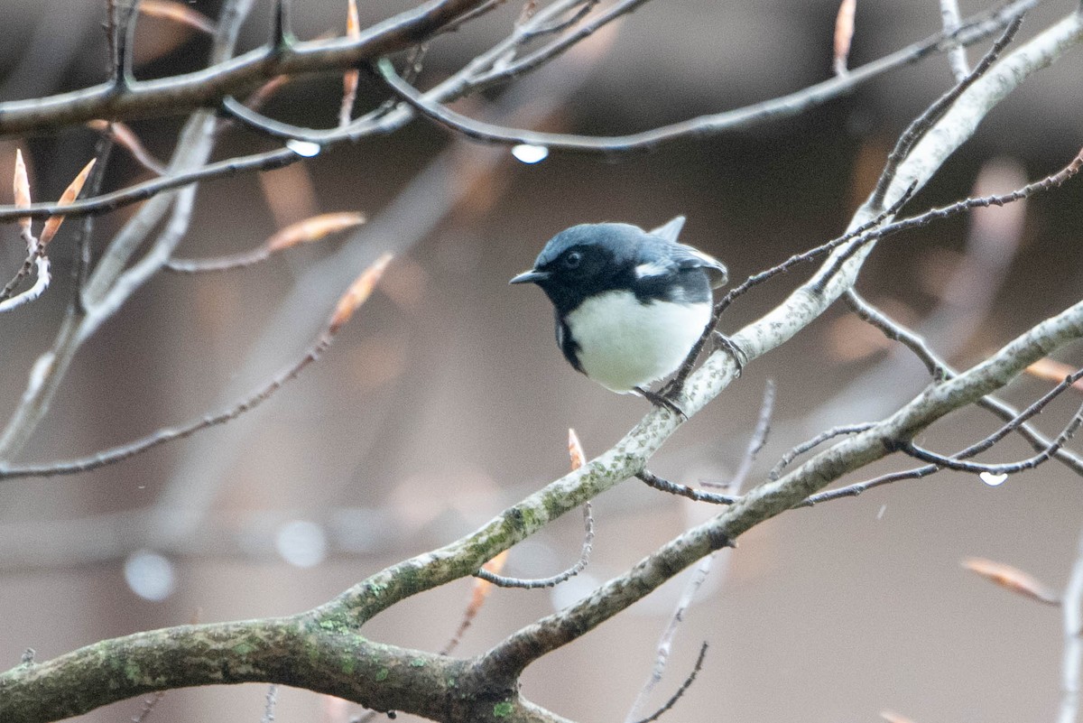 Black-throated Blue Warbler - ML635849956