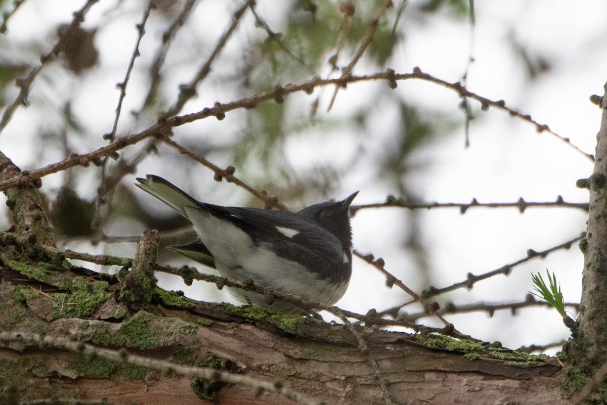 Black-throated Blue Warbler - ML635849957