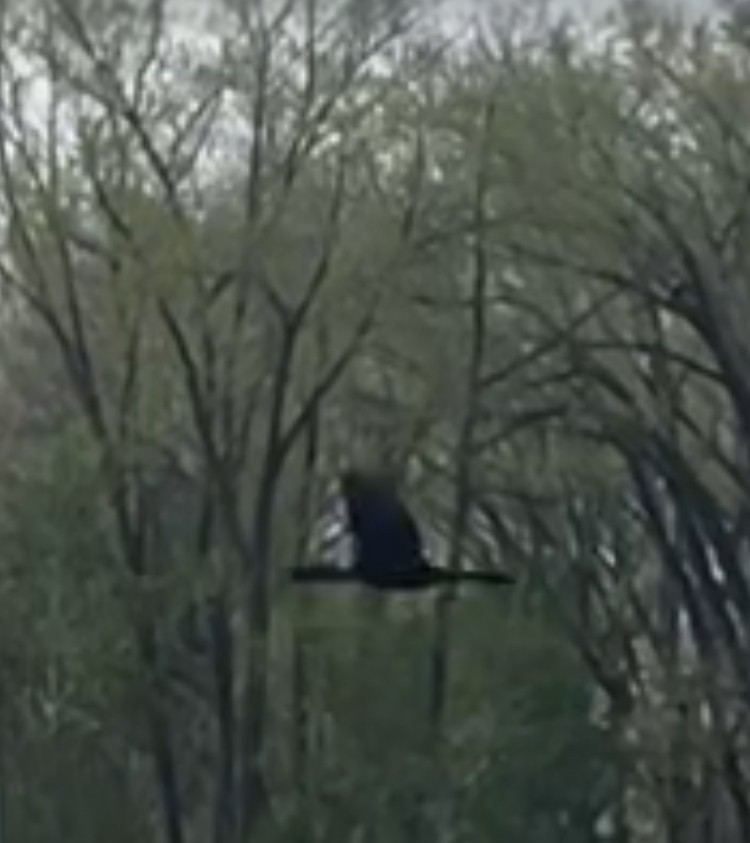 Neotropic Cormorant - ML635849999