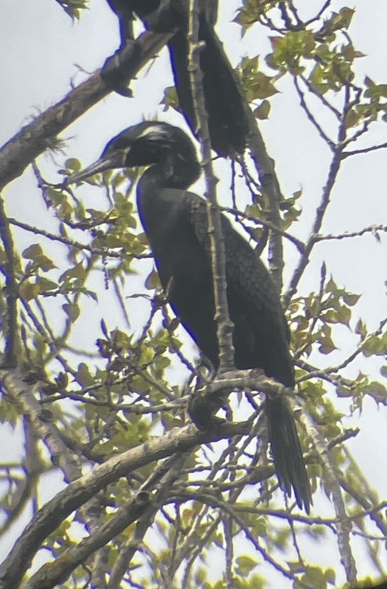 Neotropic Cormorant - ML635850000