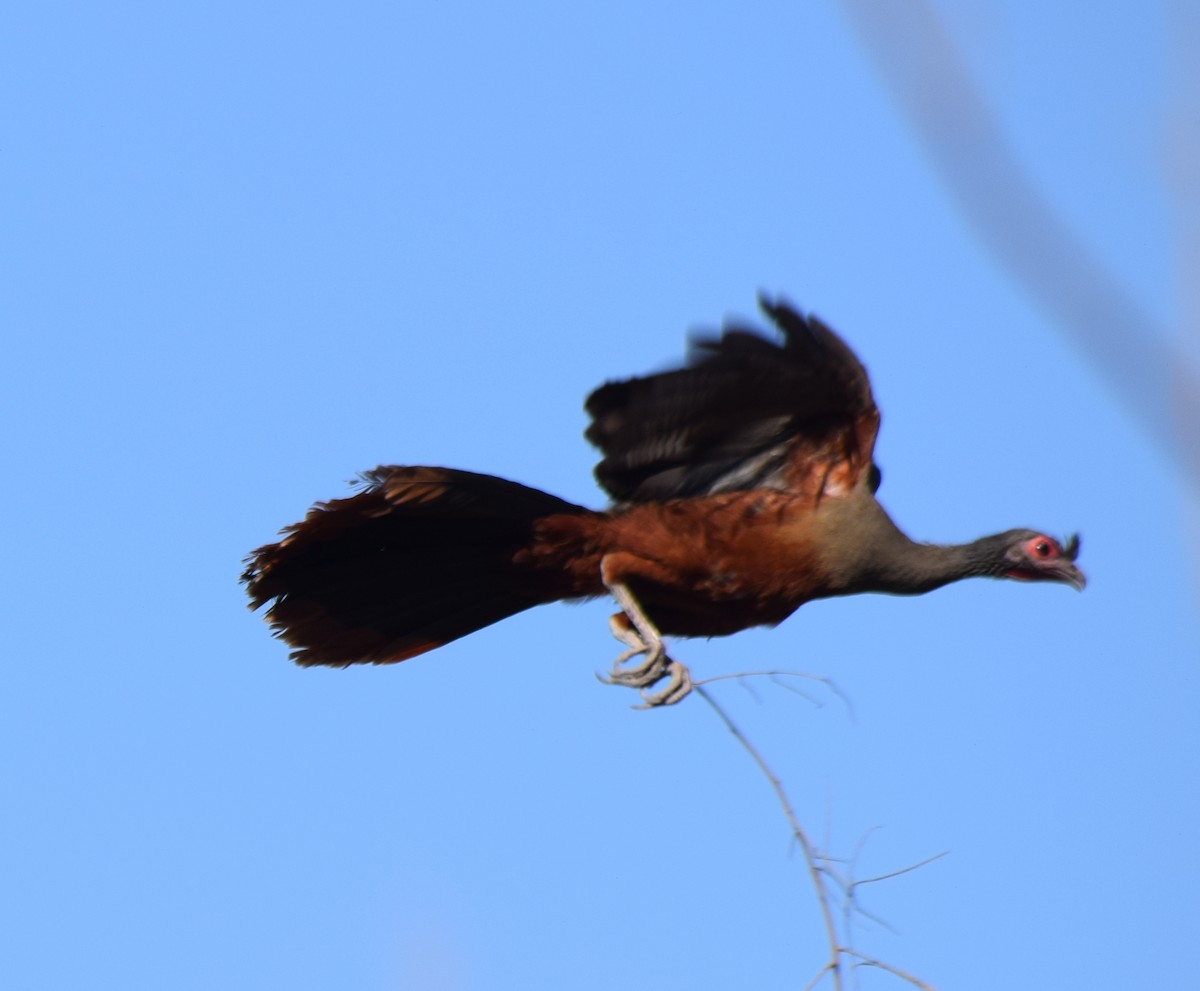 Rufous-bellied Chachalaca - ML635850005