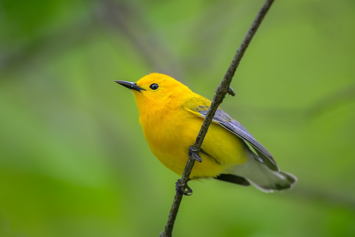 Prothonotary Warbler - ML635850150