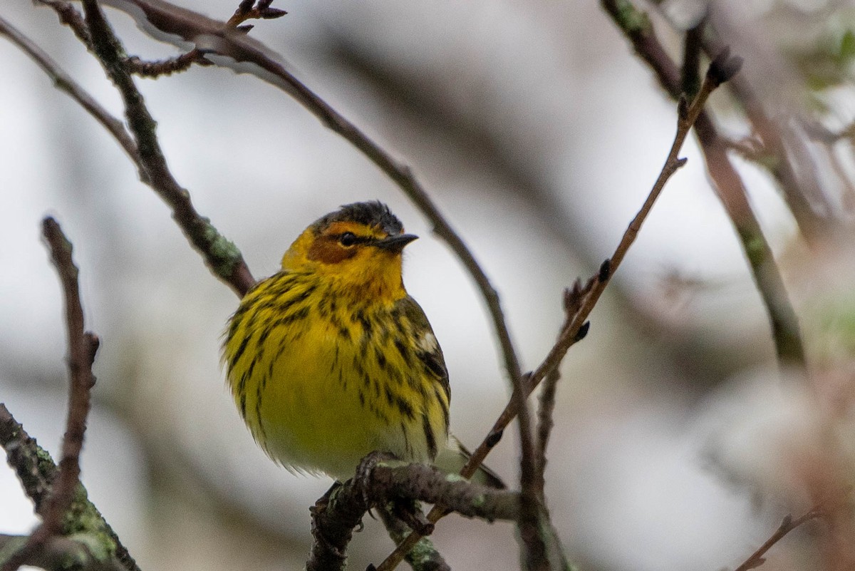 Cape May Warbler - ML635850207