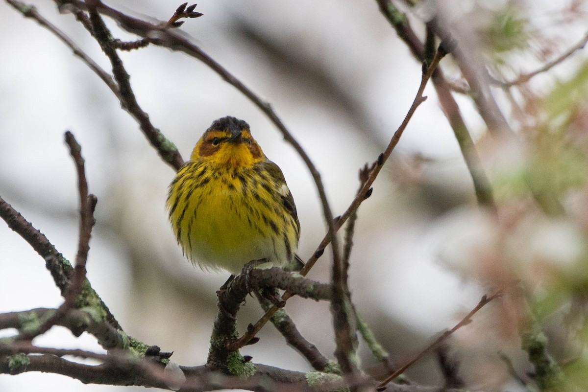 Cape May Warbler - ML635850208