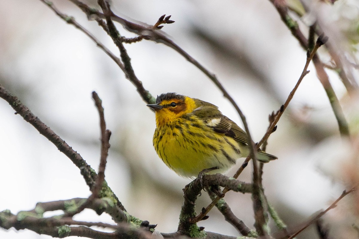 Cape May Warbler - ML635850209