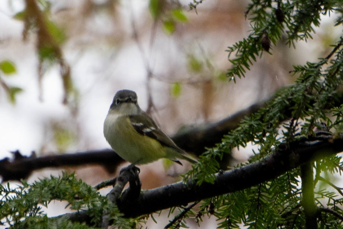 Blue-headed Vireo - ML635850254
