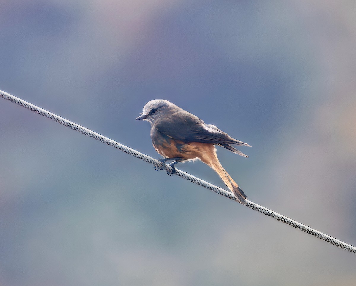 Red-rumped Bush-Tyrant - ML635850256