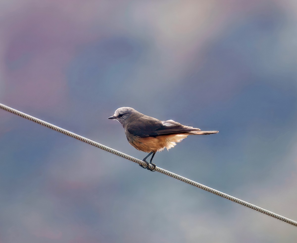 Red-rumped Bush-Tyrant - ML635850257