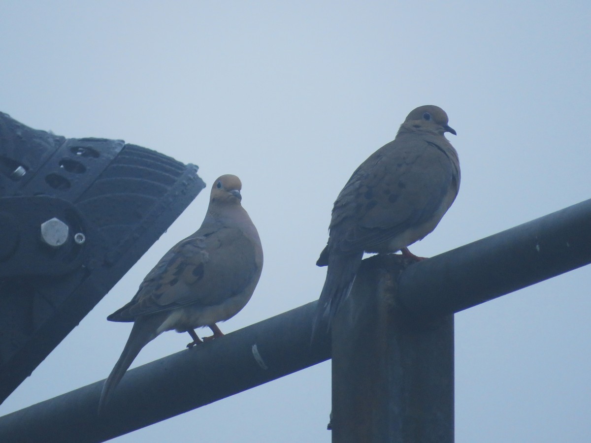 Mourning Dove - ML635850270