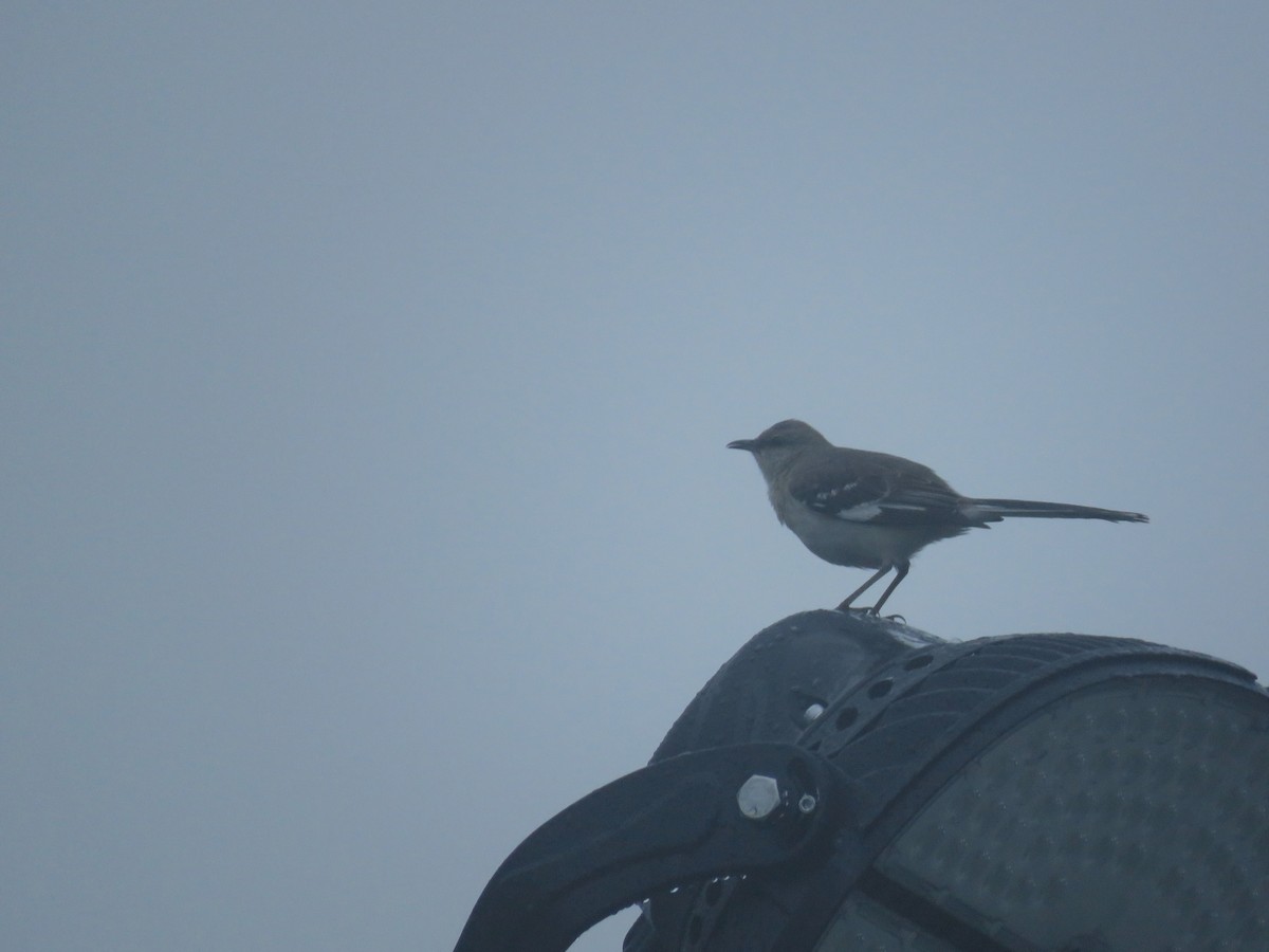Northern Mockingbird - ML635850275