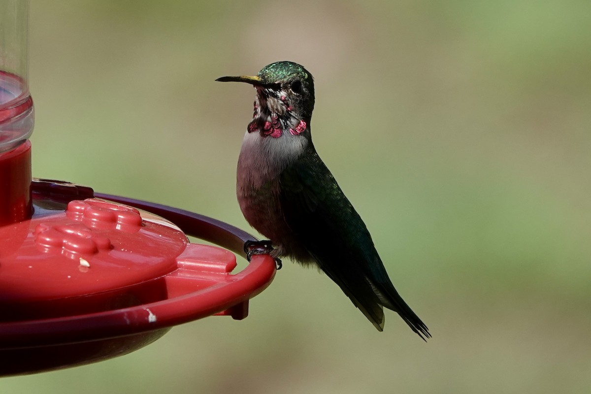 Broad-tailed Hummingbird - ML635850304