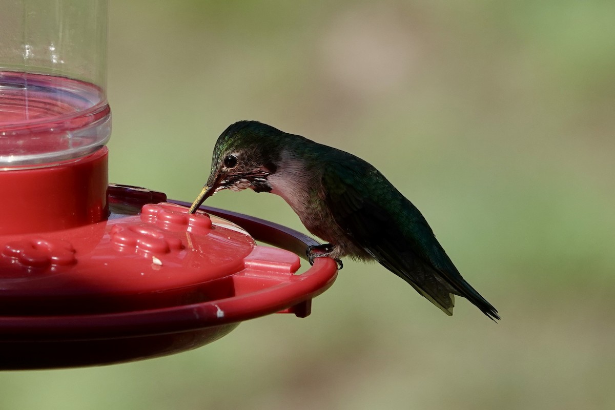 Broad-tailed Hummingbird - ML635850305