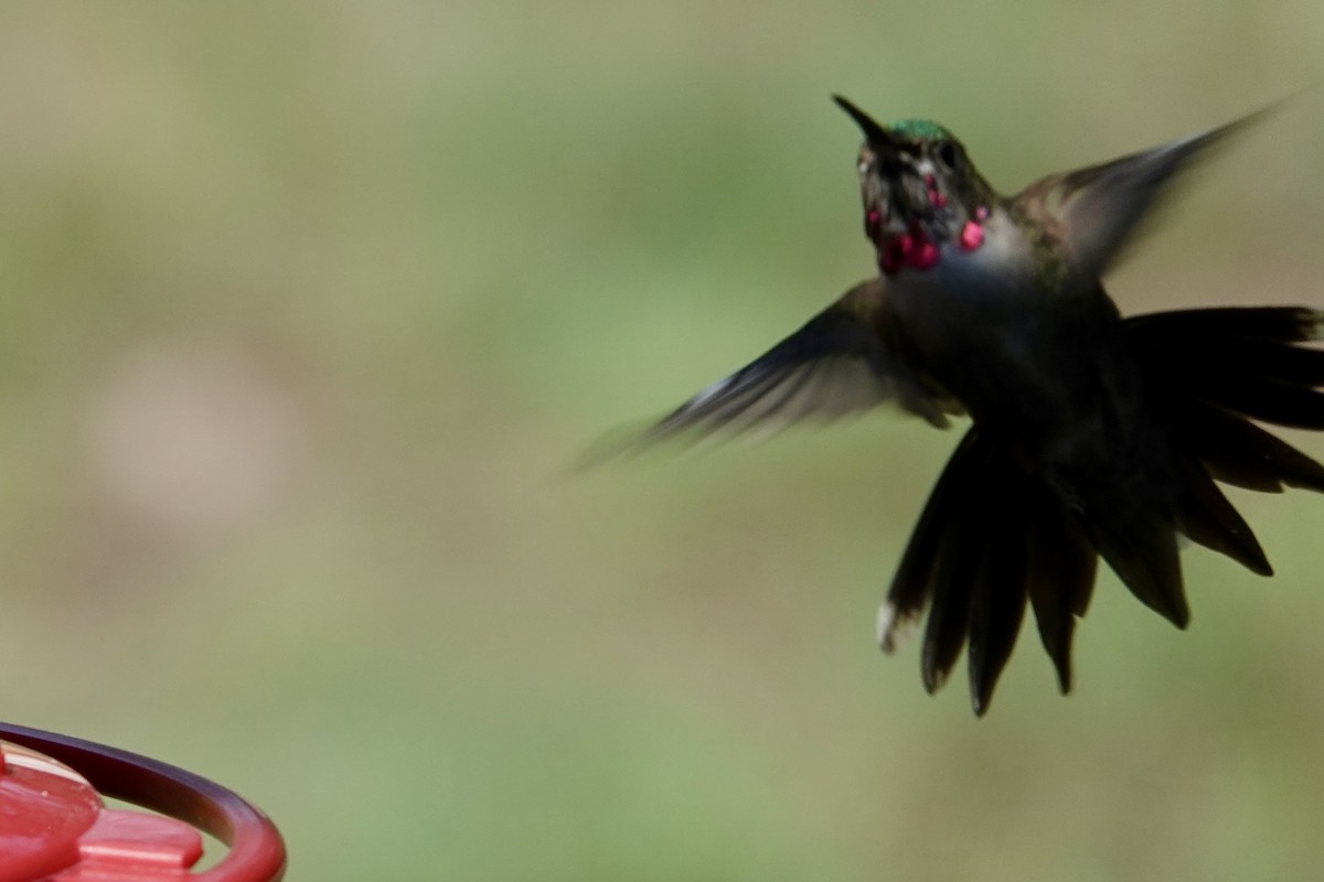 Broad-tailed Hummingbird - ML635850306