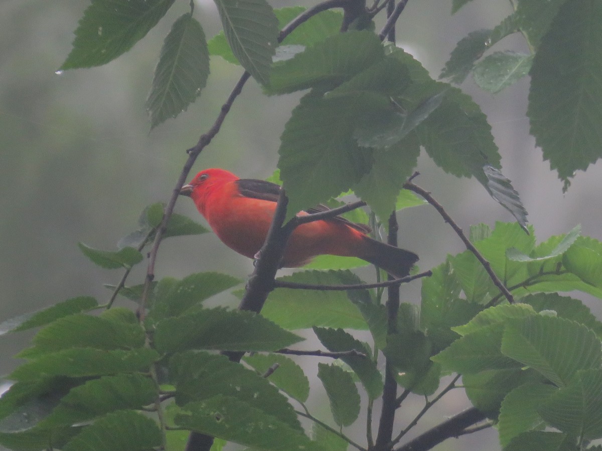 Scarlet Tanager - ML635850328
