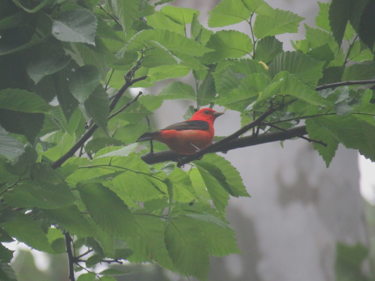 Scarlet Tanager - ML635850330