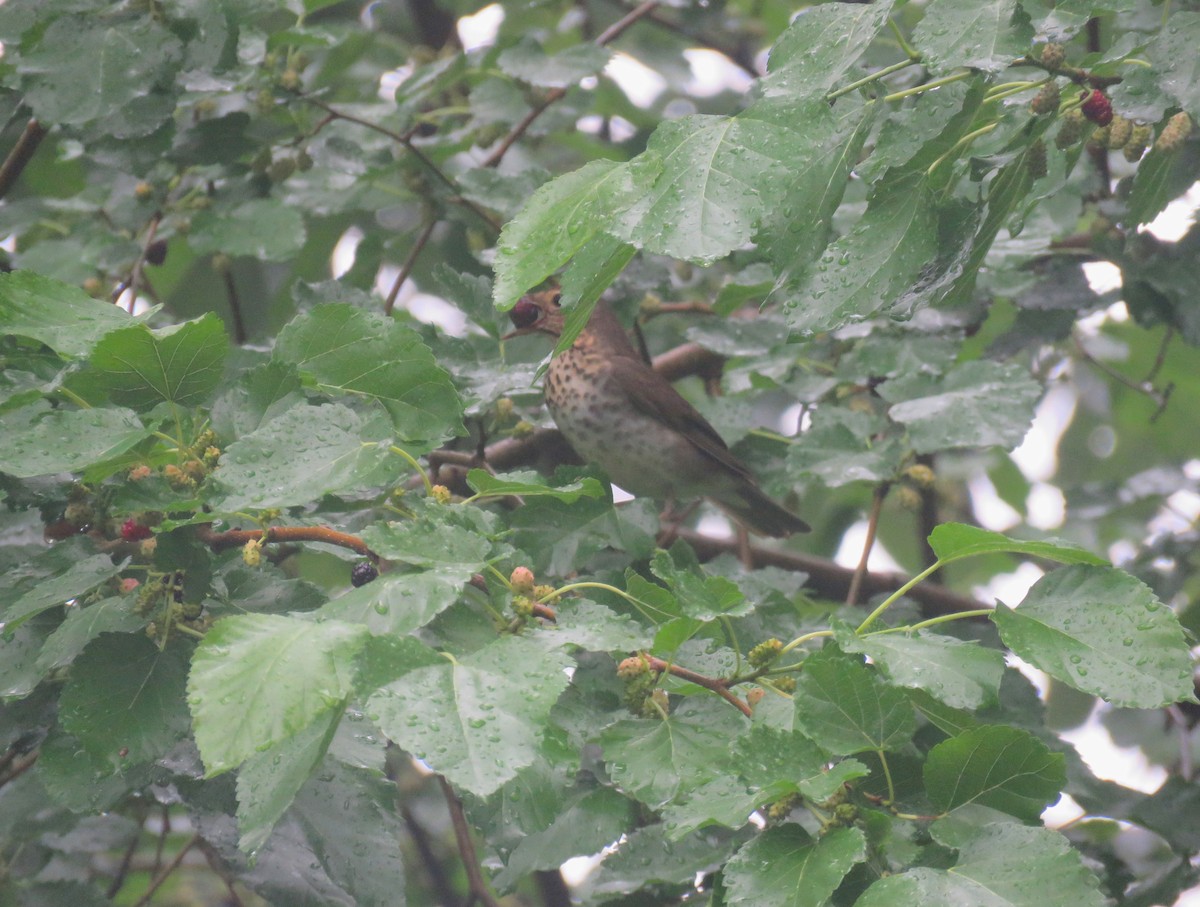 Swainson's Thrush - ML635850341