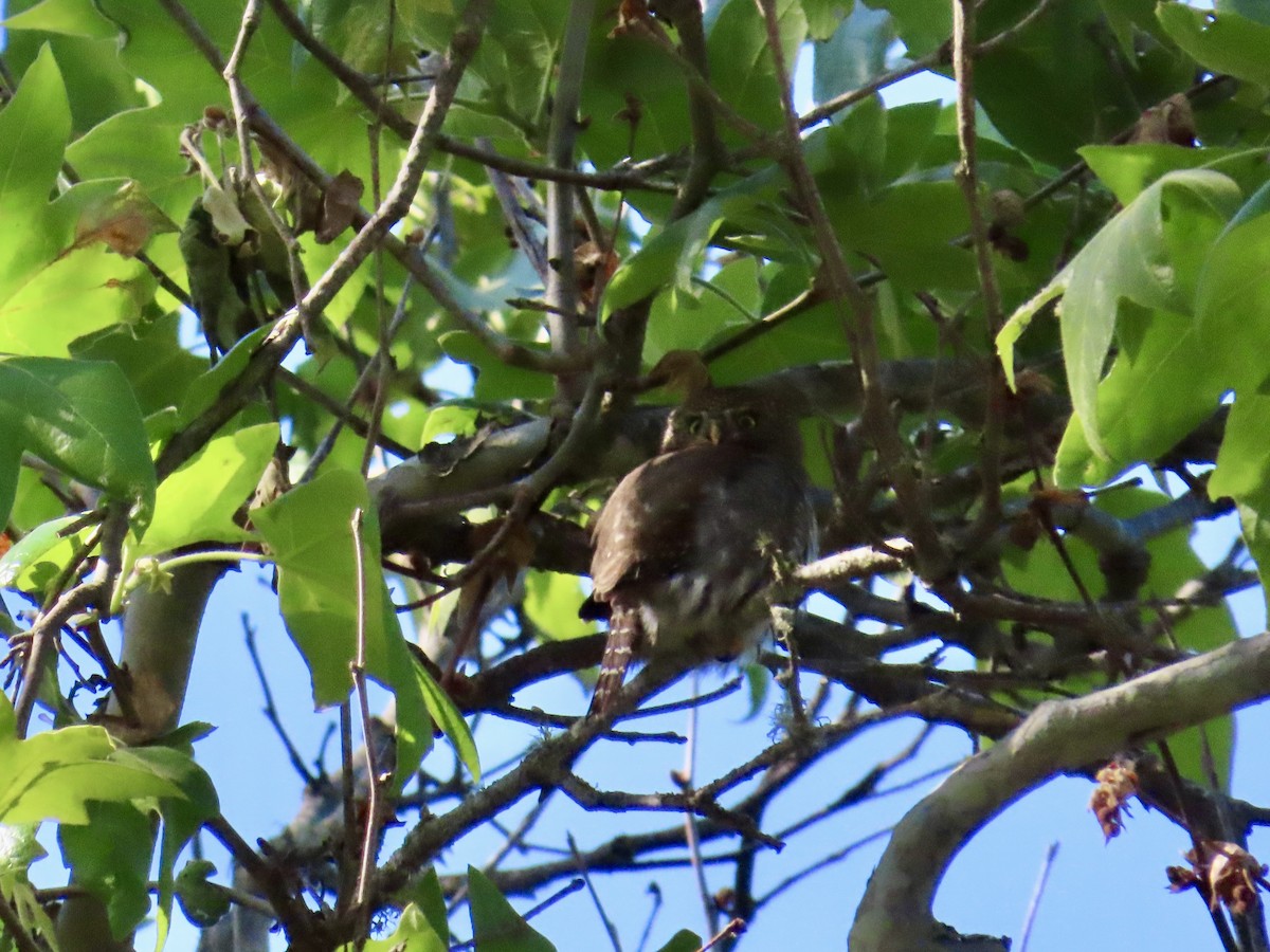 Northern Pygmy-Owl - ML635850355