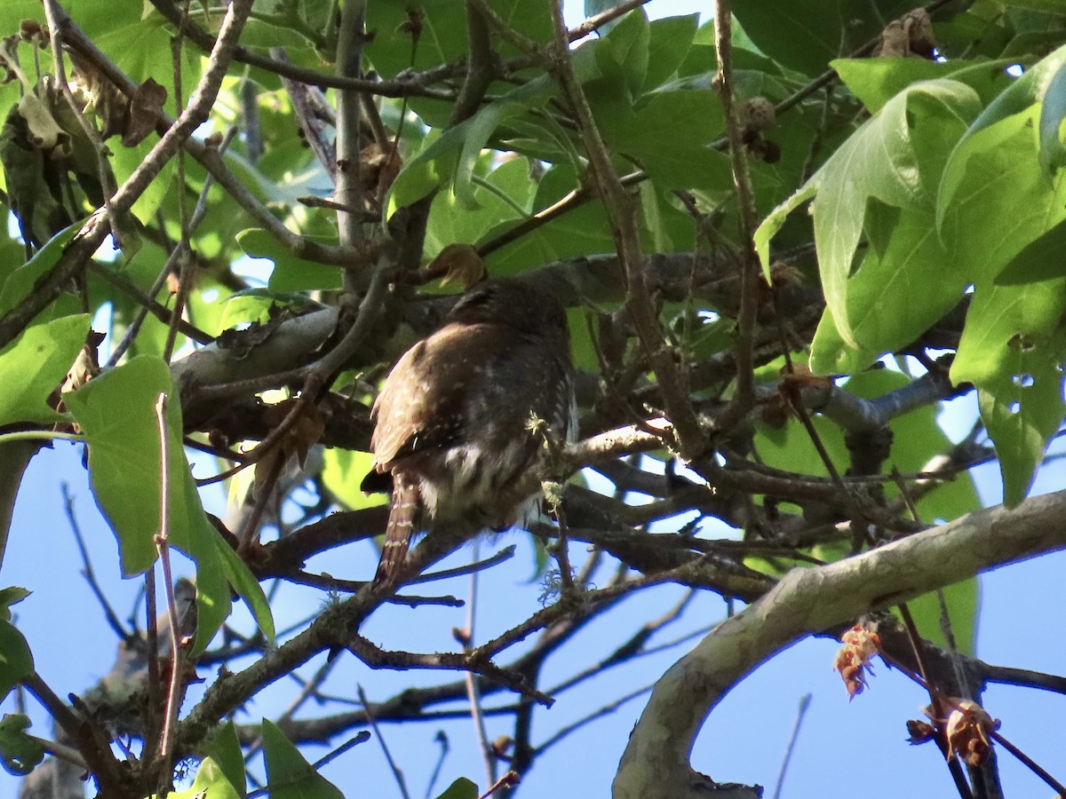 Northern Pygmy-Owl - ML635850360