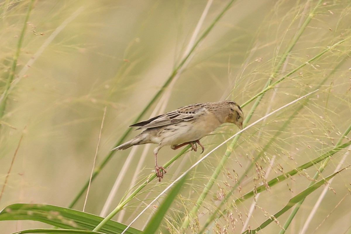 Bobolink - ML635850364