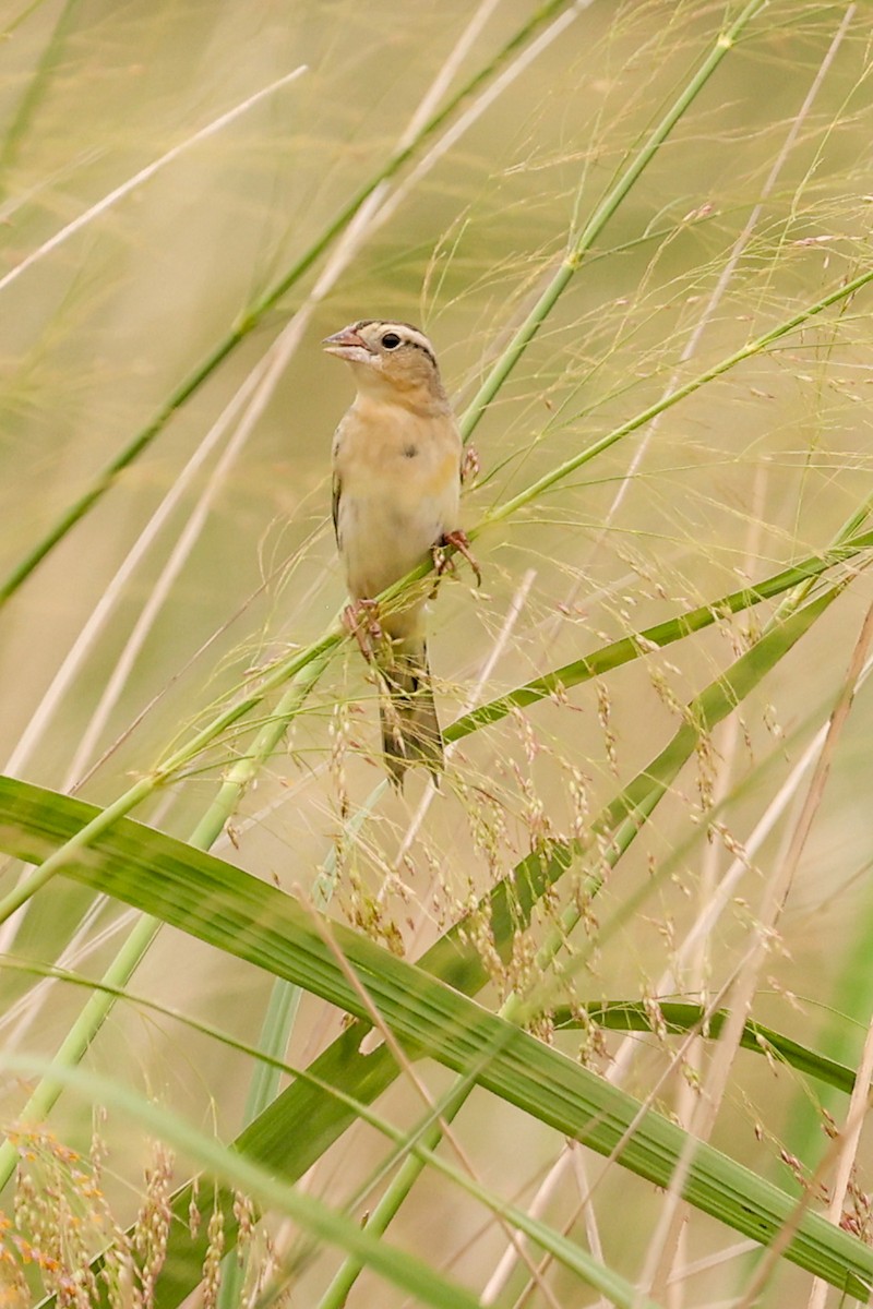 Bobolink - ML635850365