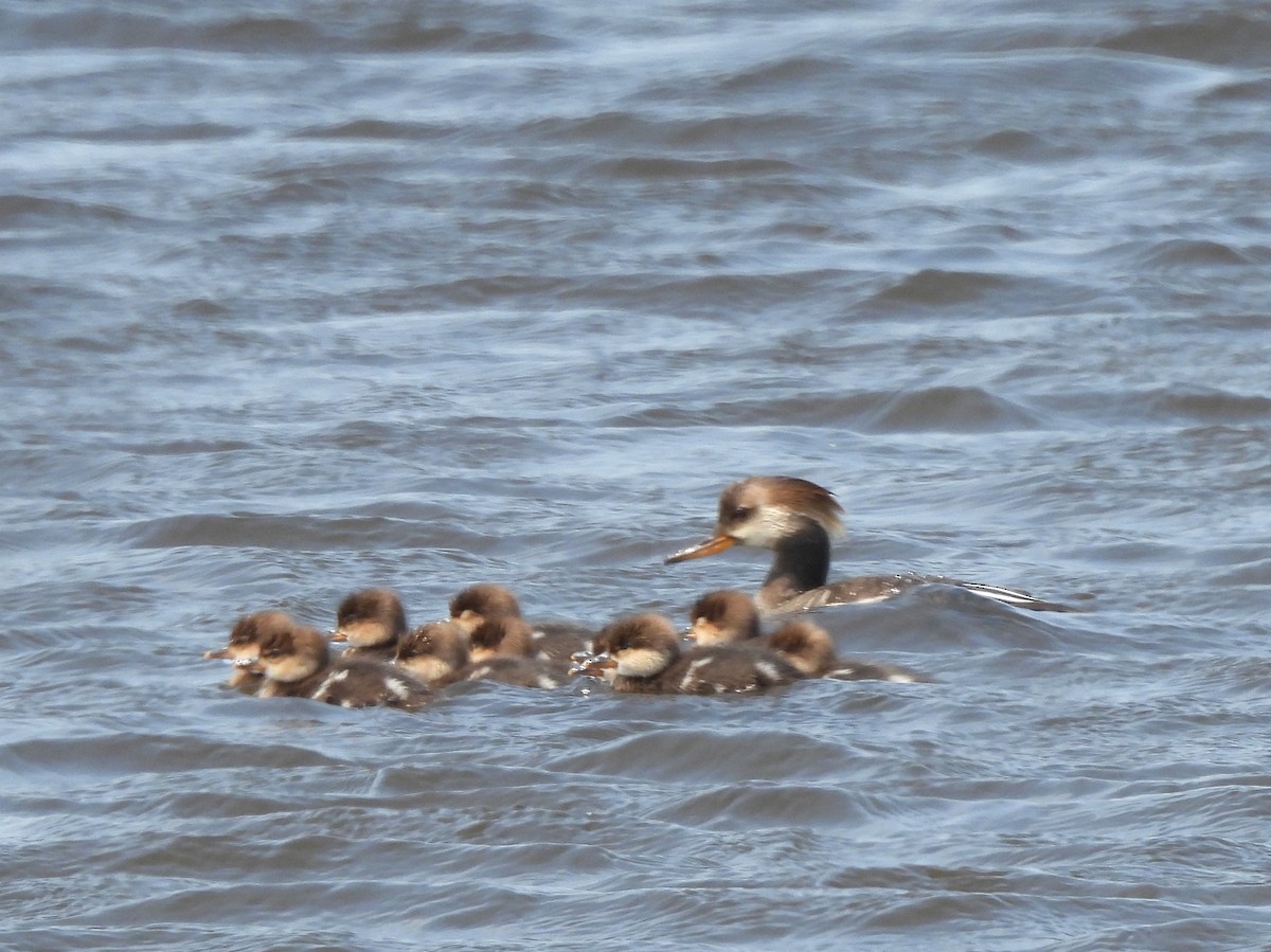 Hooded Merganser - ML635850374