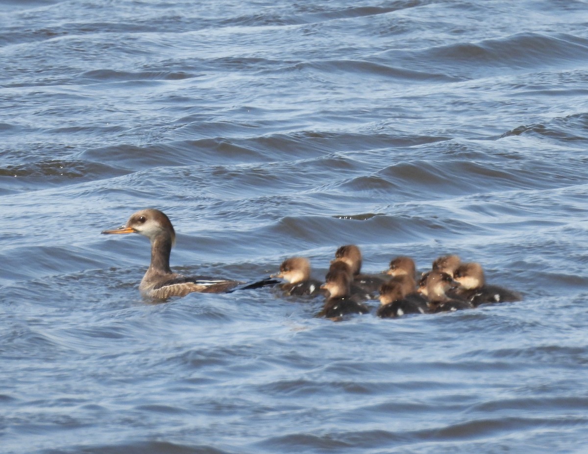 Hooded Merganser - ML635850375