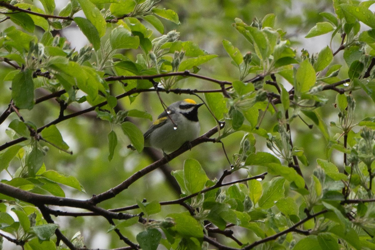 Golden-winged Warbler - ML635850448