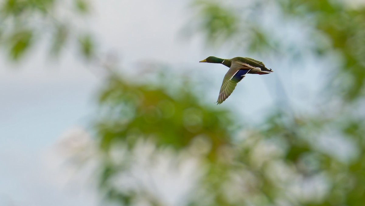 Canard colvert - ML635850469