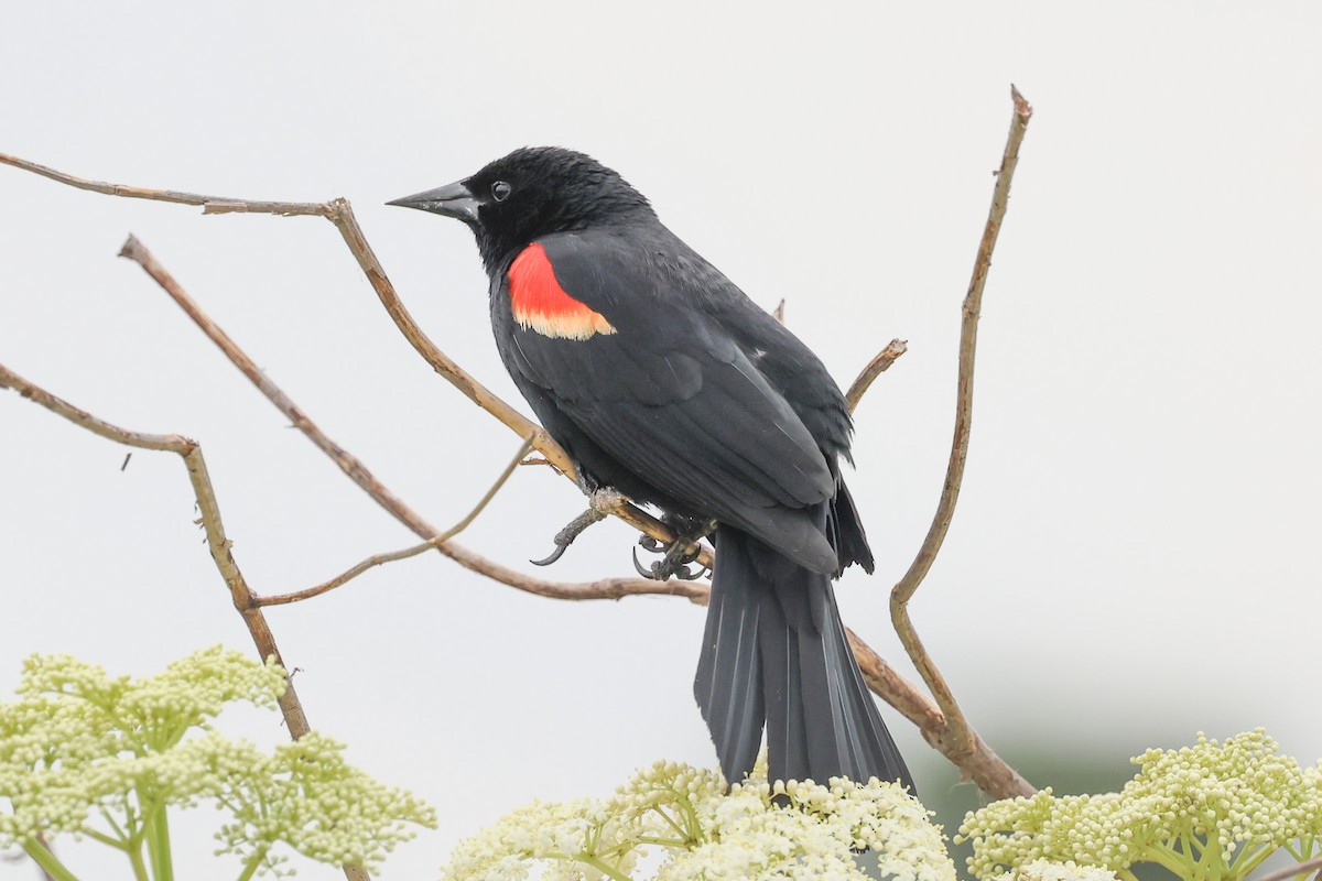 Red-winged Blackbird - ML635850534