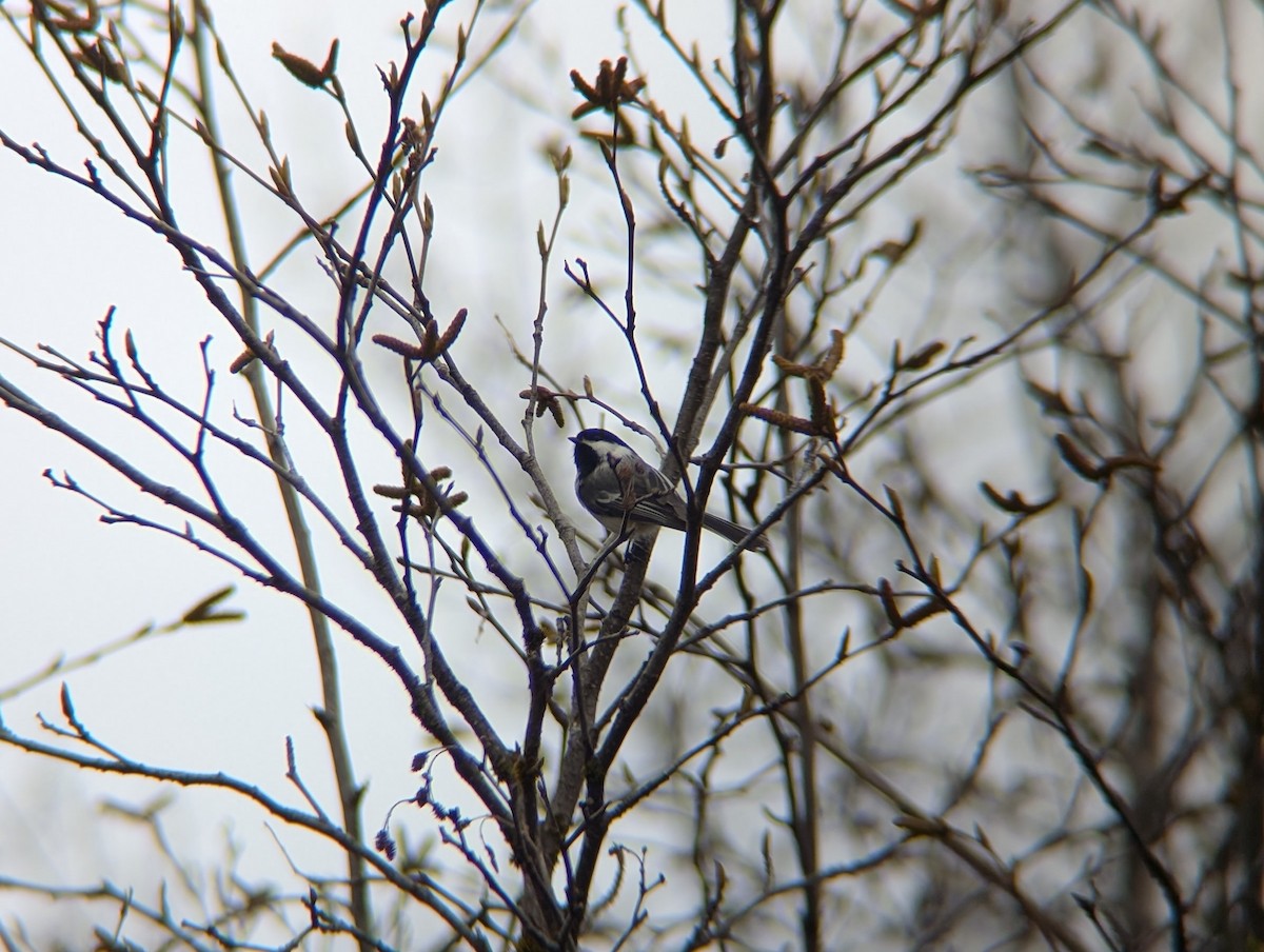 Black-capped Chickadee - ML635850538
