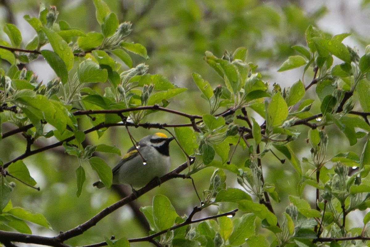 Golden-winged Warbler - ML635850649