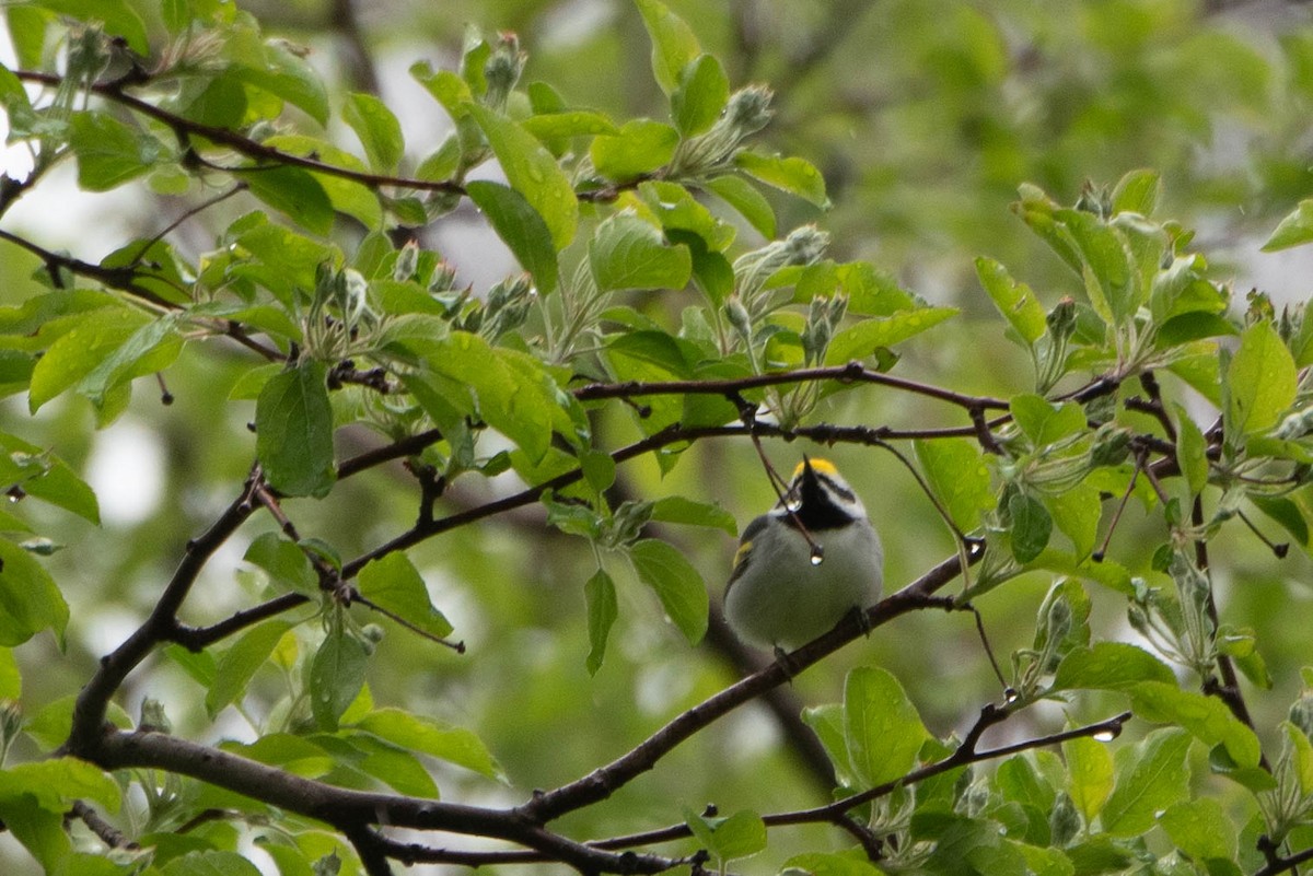 Golden-winged Warbler - ML635850650