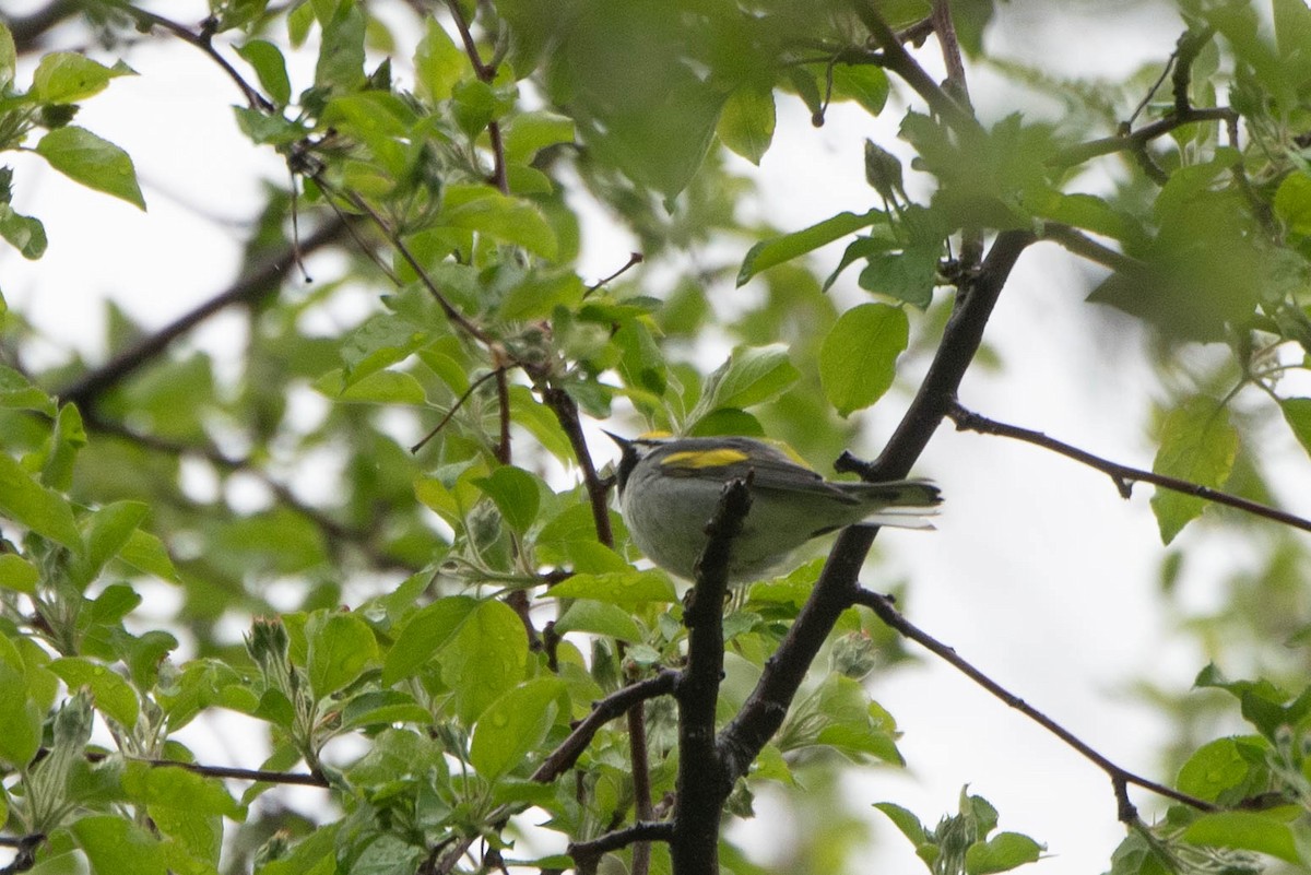 Golden-winged Warbler - ML635850651